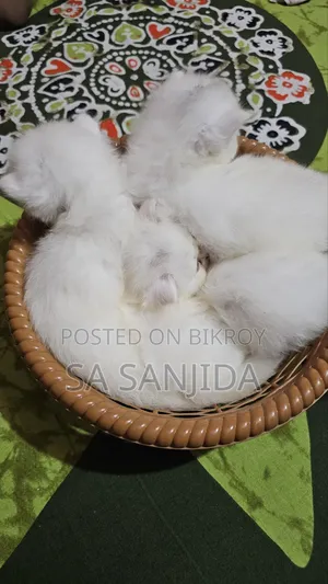 ০-১ মাস পুরুষ পিউরব্রেড পার্সিয়ান