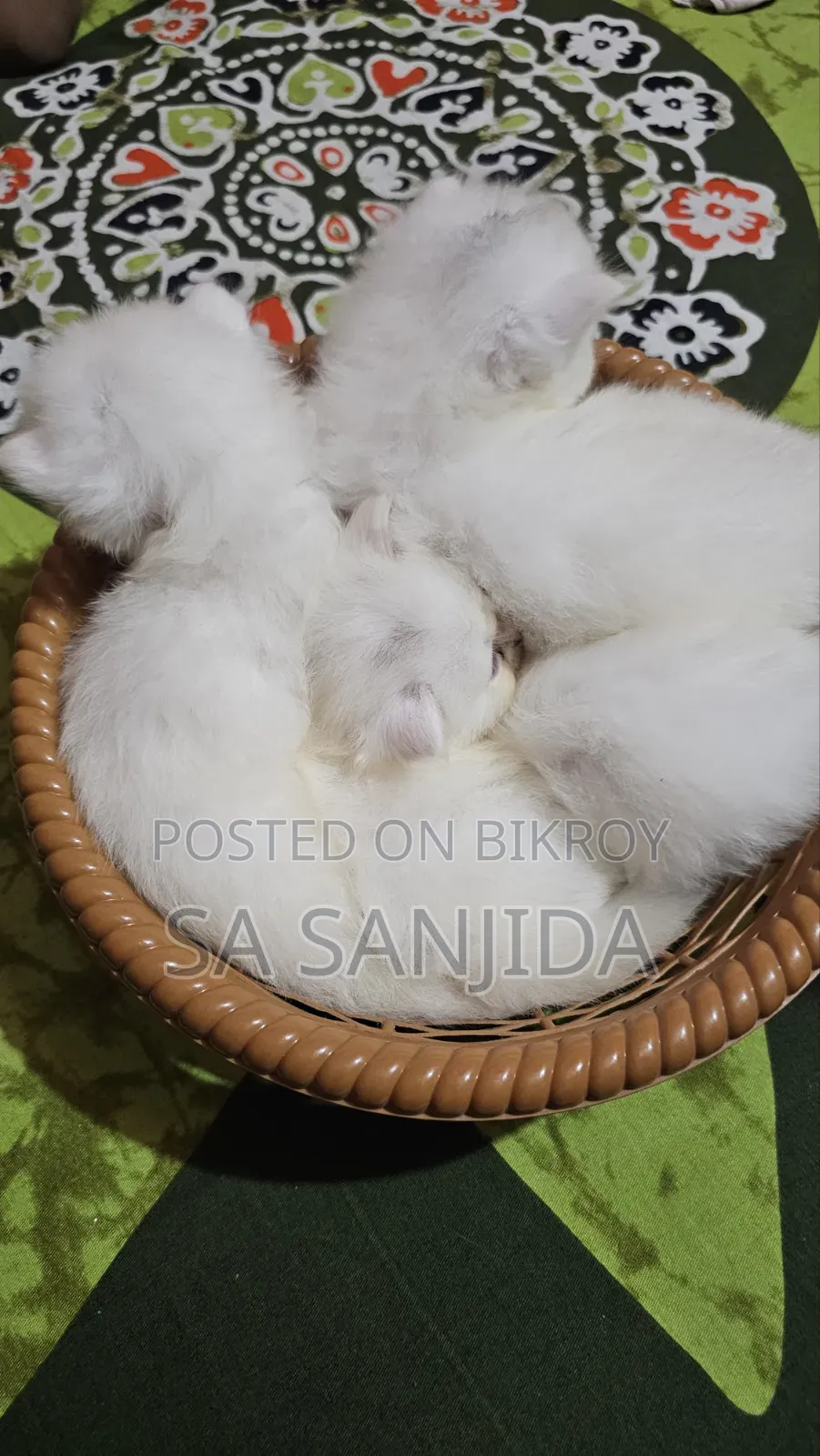 ০-১ মাস পুরুষ পিউরব্রেড পার্সিয়ান