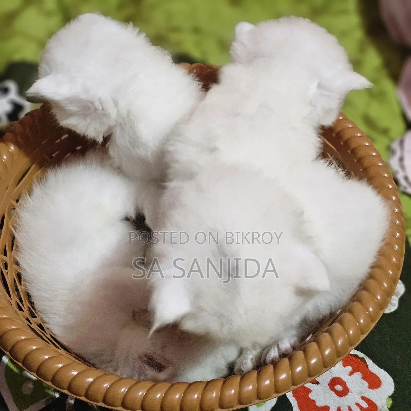 ০-১ মাস পুরুষ পিউরব্রেড পার্সিয়ান