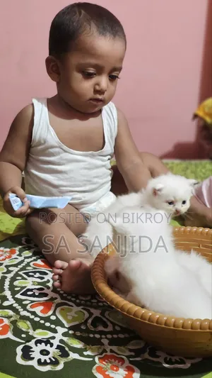 ০-১ মাস পুরুষ পিউরব্রেড পার্সিয়ান