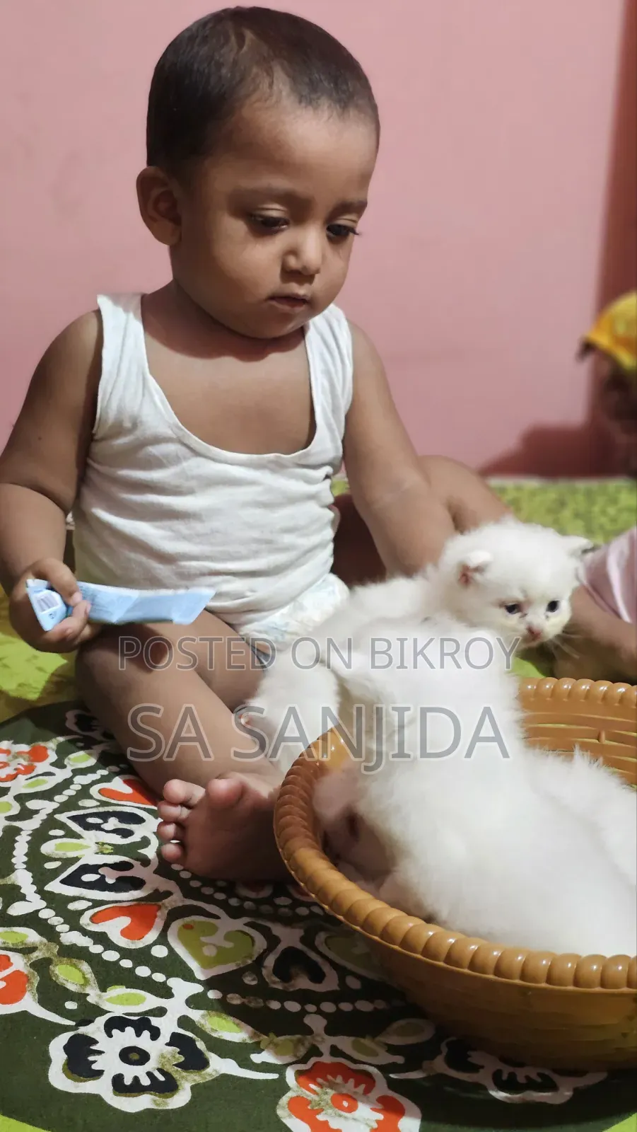 ০-১ মাস পুরুষ পিউরব্রেড পার্সিয়ান