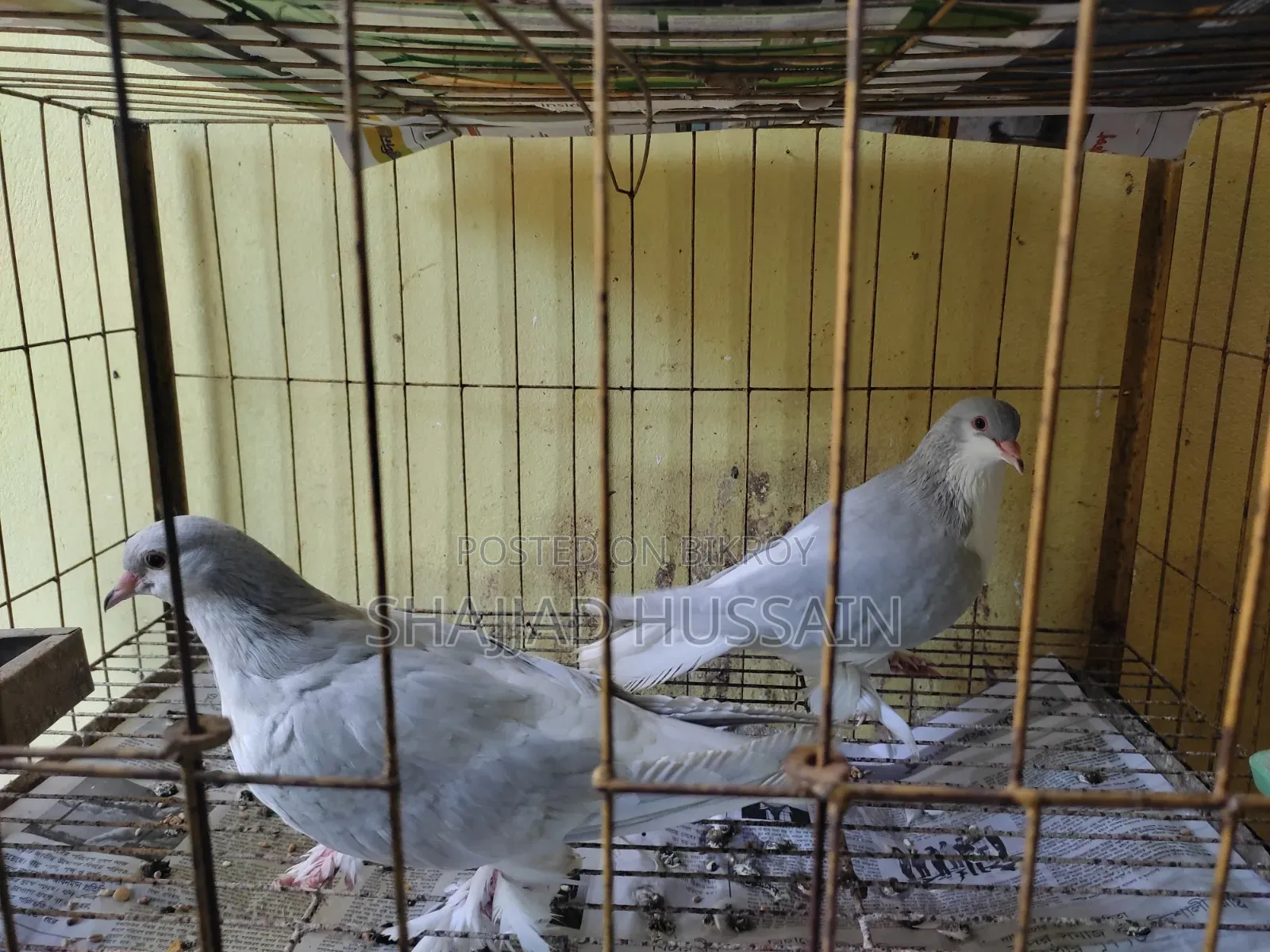 Lahore Pigeon