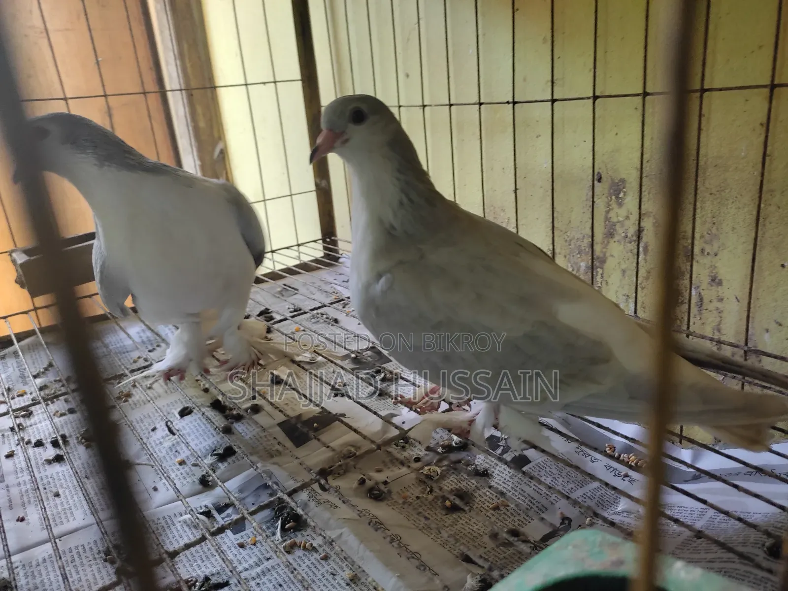 Lahore Pigeon