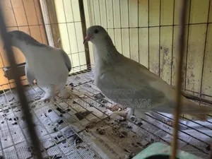 Lahore Pigeon