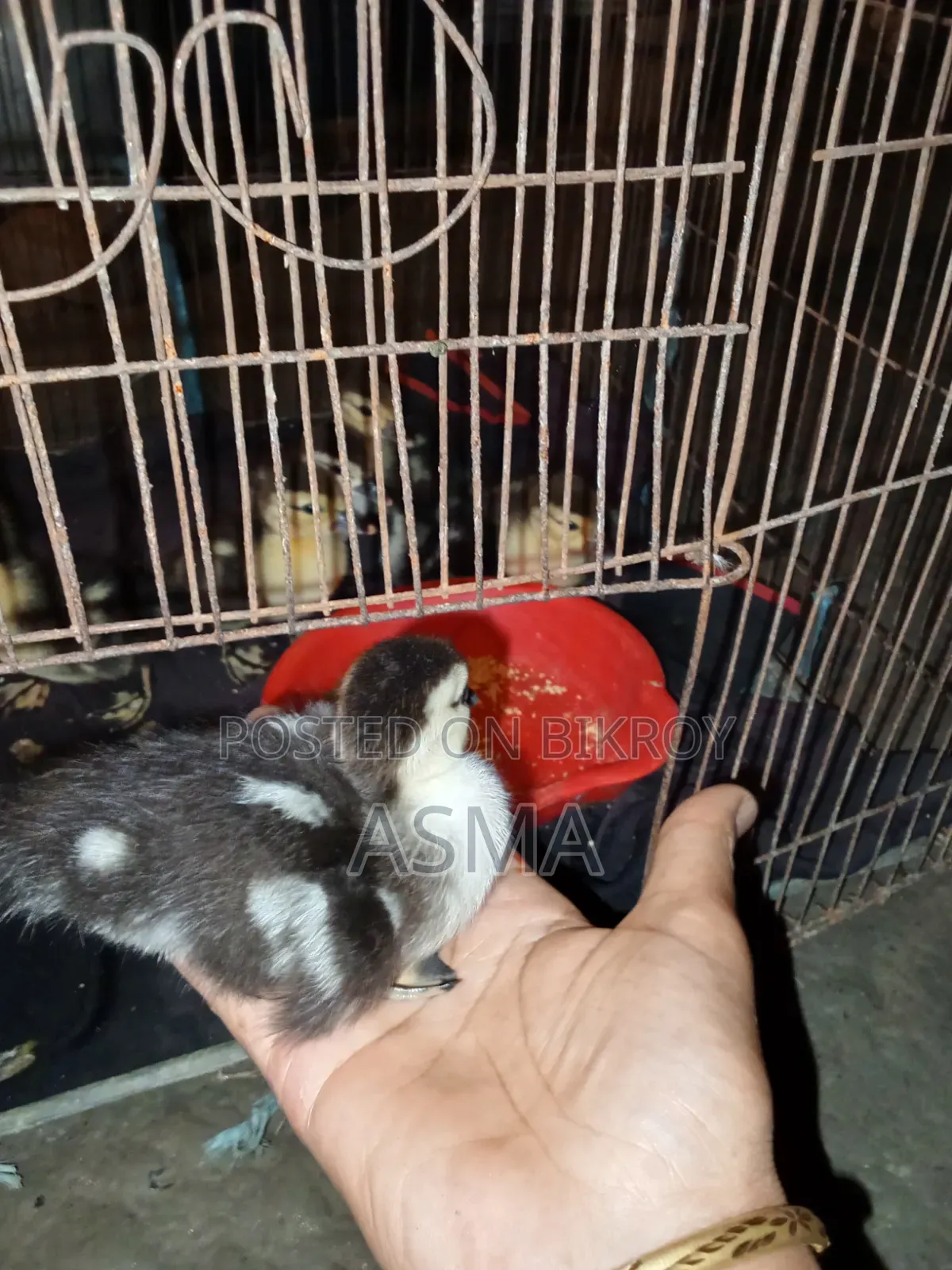 খামারের হাস