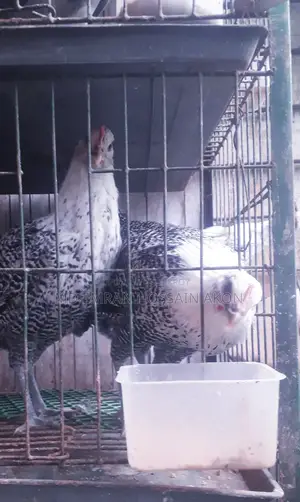 Fayomi Chicken