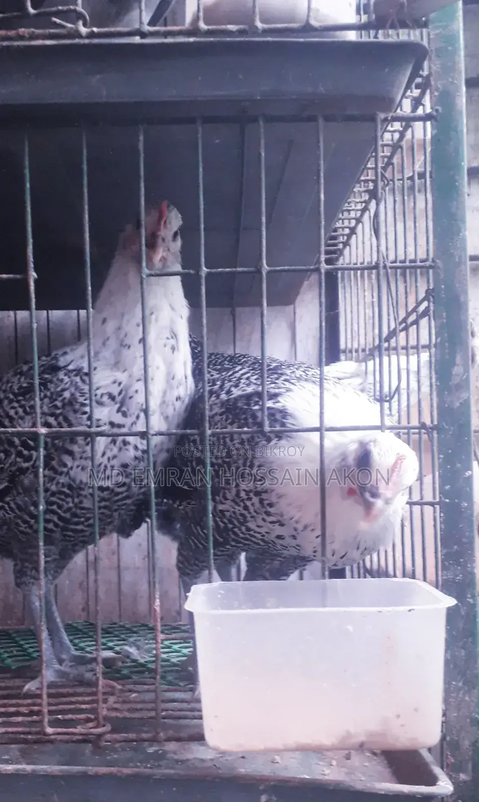 Fayomi Chicken