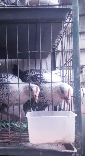 Fayomi Chicken