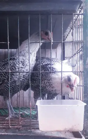 Fayomi Chicken