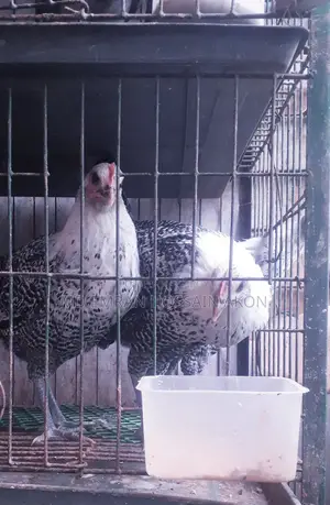 Fayomi Chicken