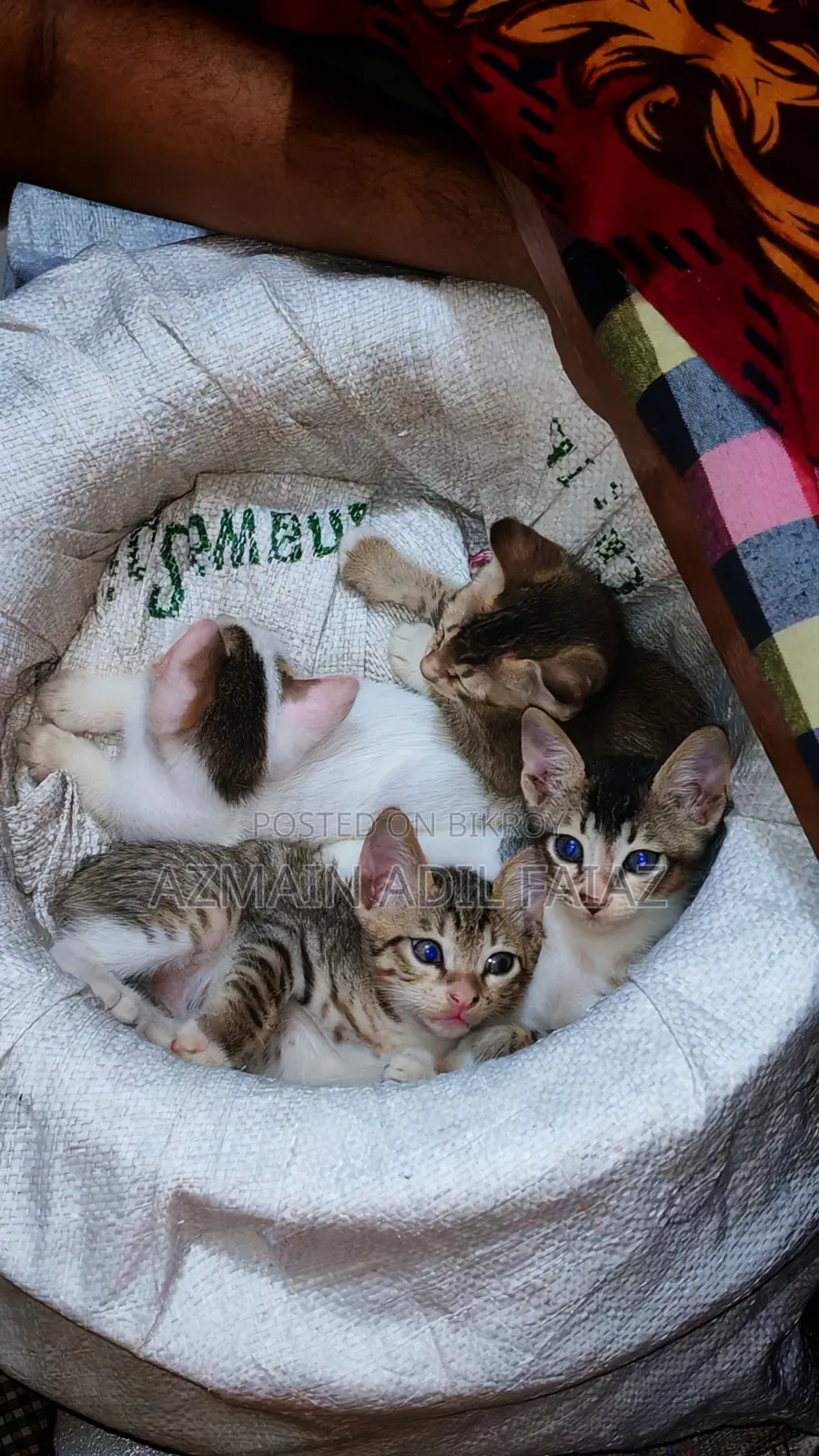1-3 Months Male Mixed Breed Bengal