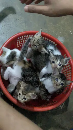 1-3 Months Male Mixed Breed Bengal