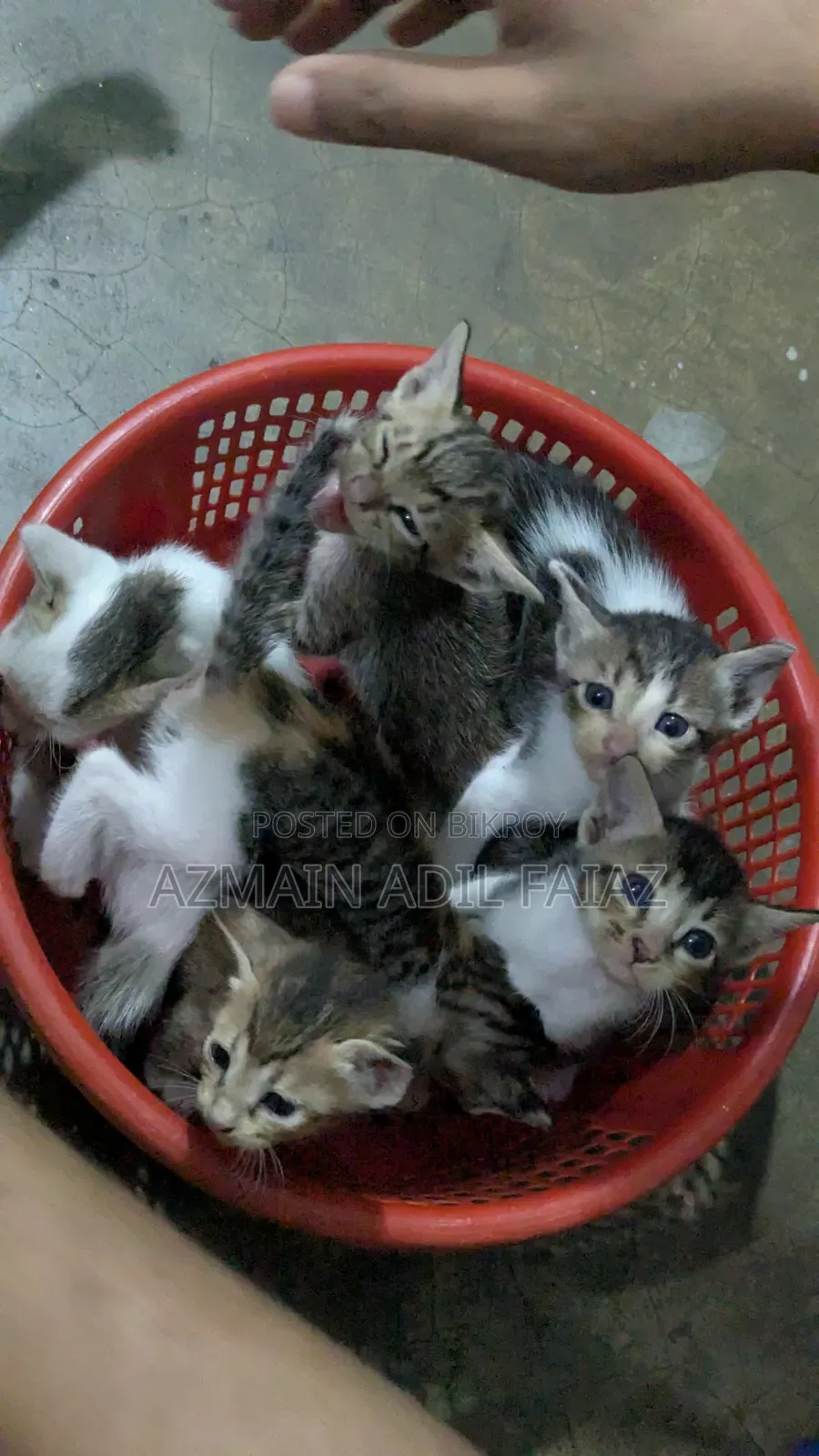 1-3 Months Male Mixed Breed Bengal