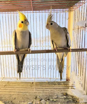 ককটেল রানিং জোড়া