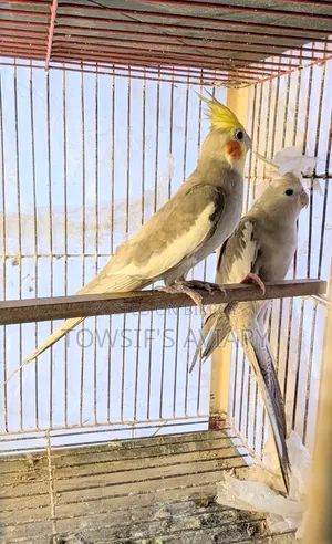 ককটেল রানিং জোড়া