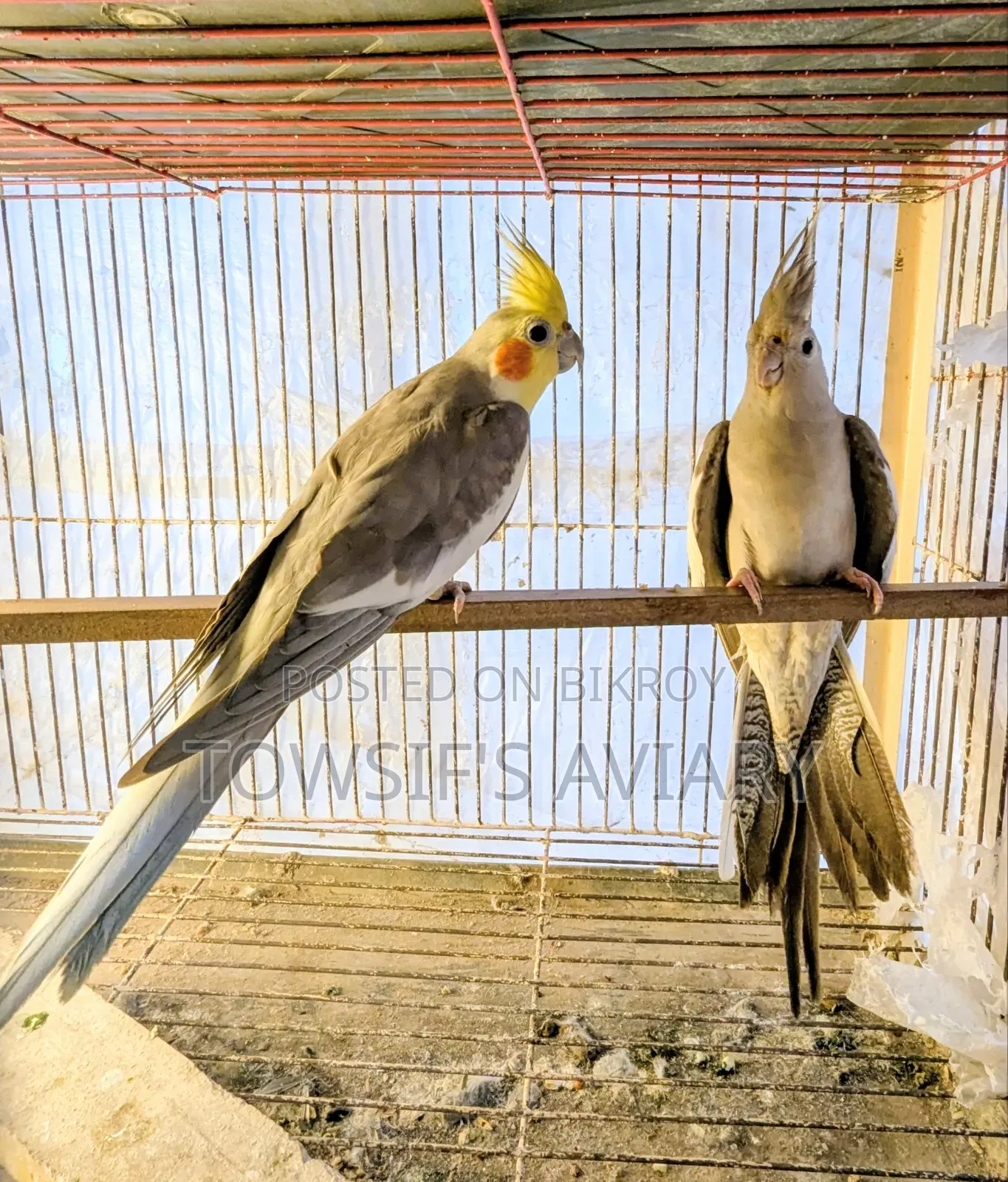 ককটেল রানিং জোড়া