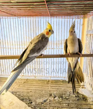 ককটেল রানিং জোড়া