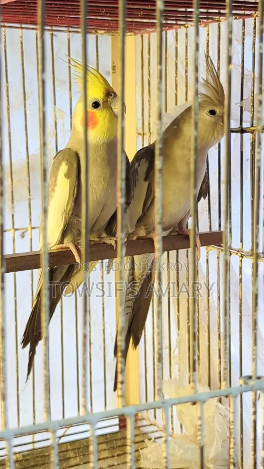 ককটেল রানিং জোড়া
