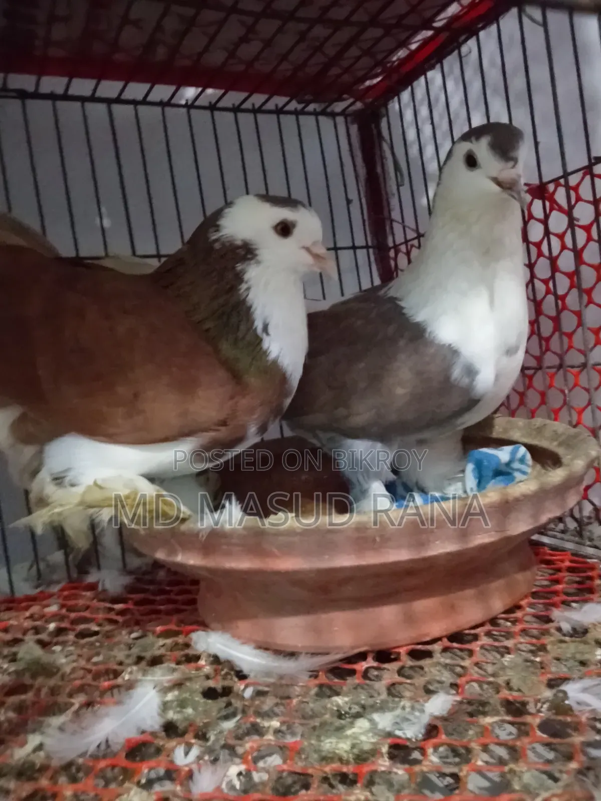 সিরাজি কোরাস