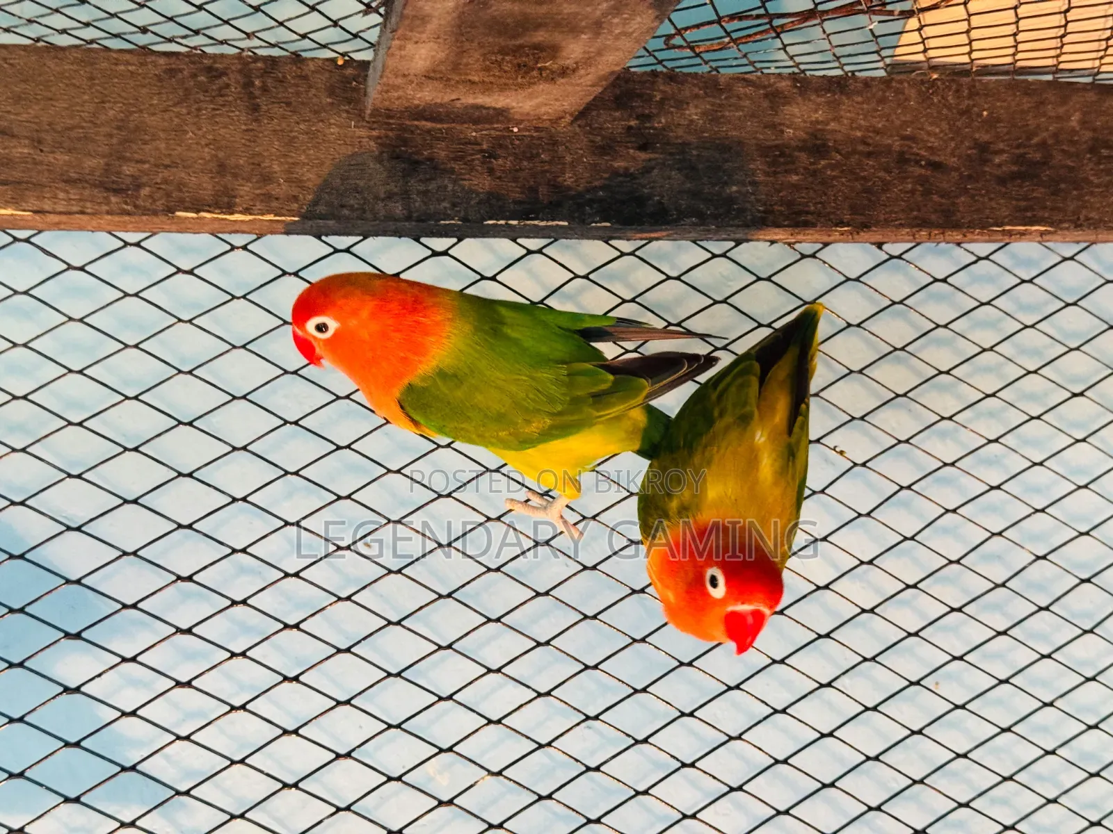 Breeding Pair Love Bird
