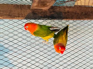 Breeding Pair Love Bird
