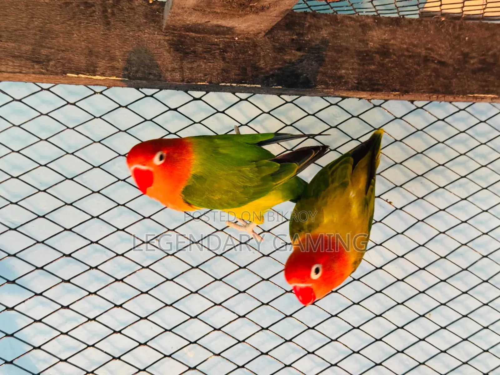 Breeding Pair Love Bird