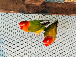 Breeding Pair Love Bird