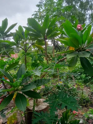 কাঠ গোলাপ গাছ