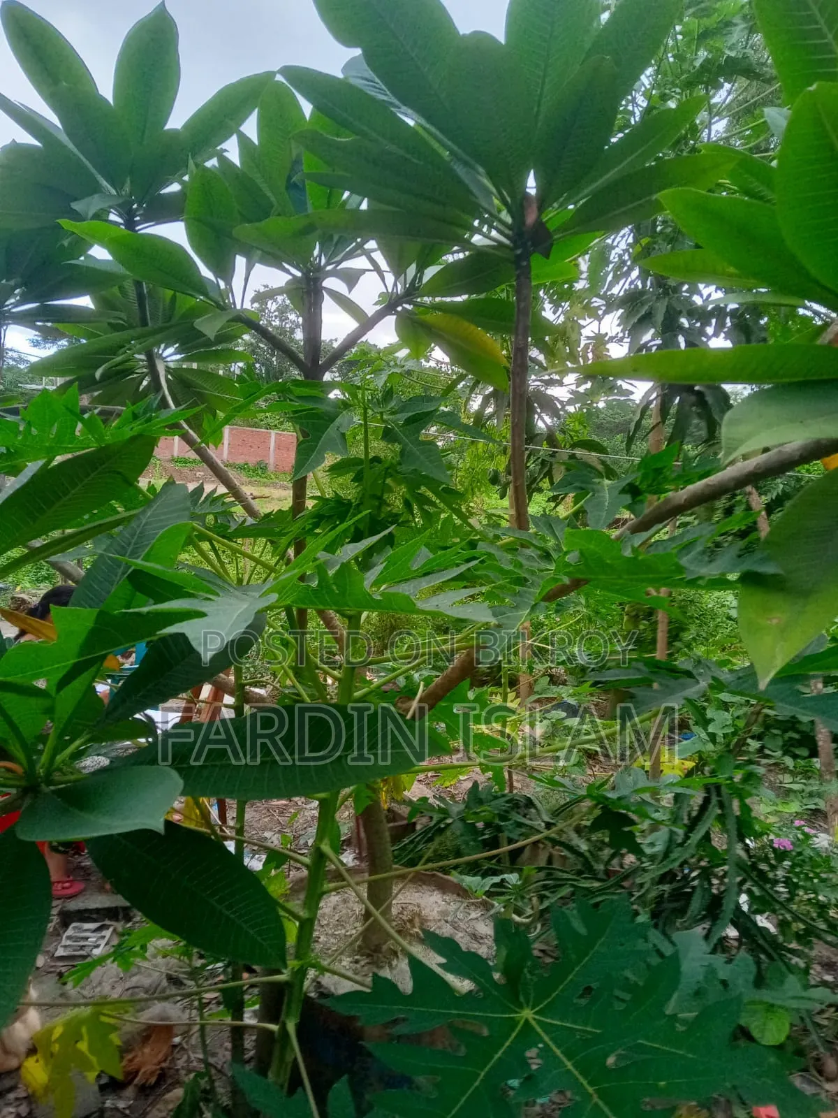 কাঠ গোলাপ গাছ