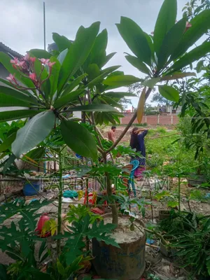 কাঠ গোলাপ গাছ