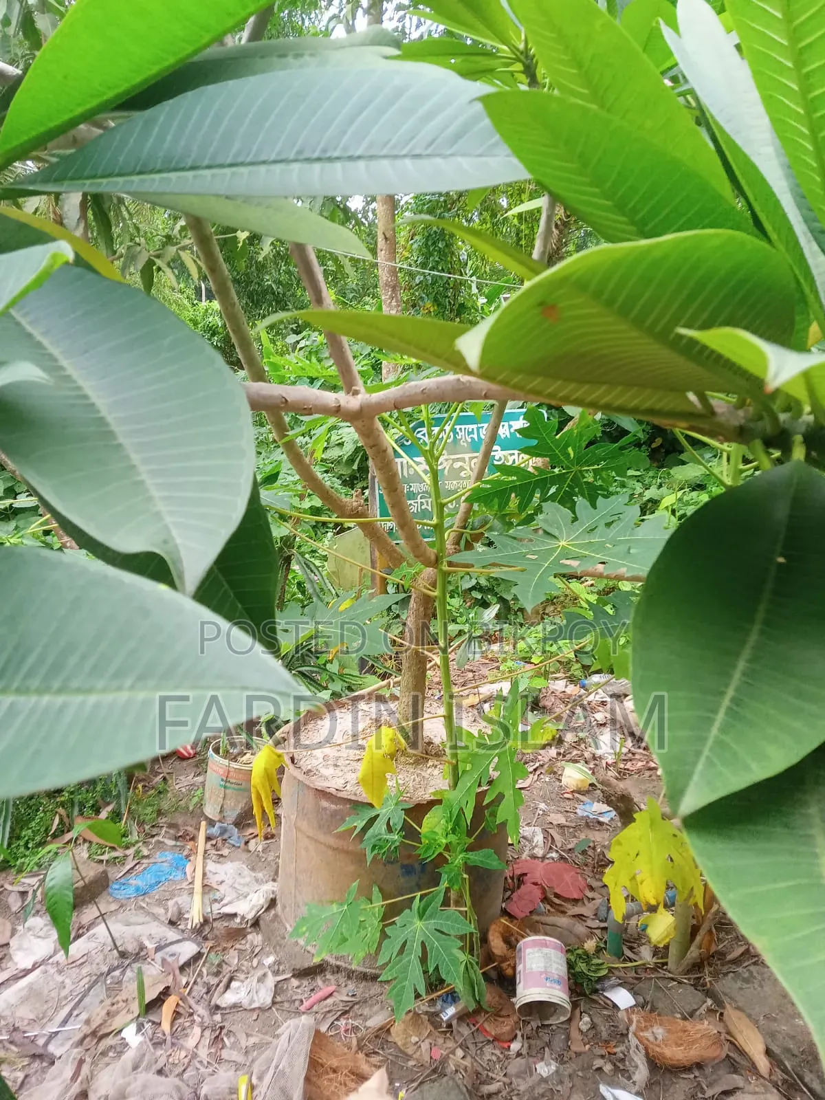 কাঠ গোলাপ গাছ