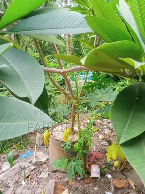 কাঠ গোলাপ গাছ