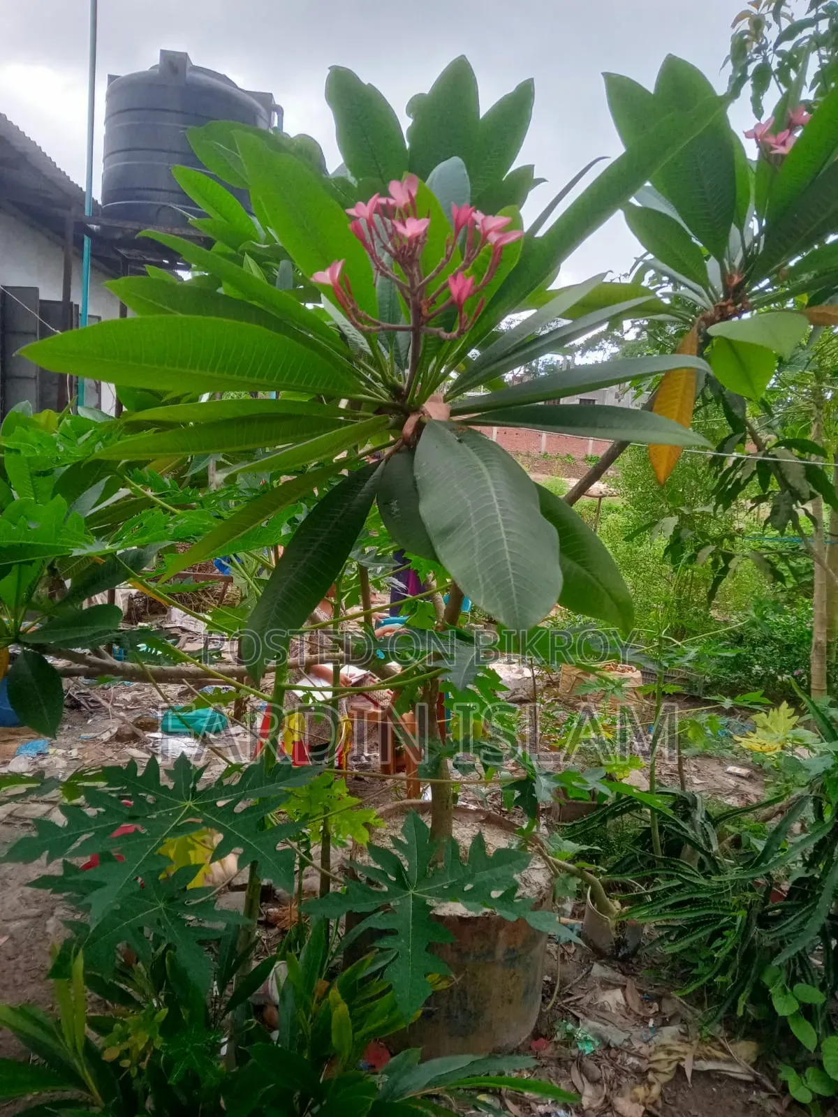 কাঠ গোলাপ গাছ