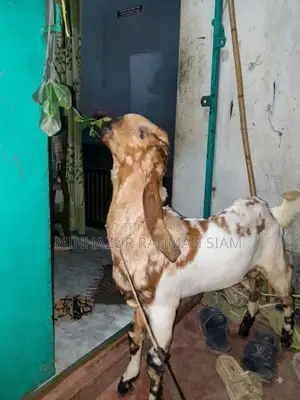 Totapuri cross goat for sale.