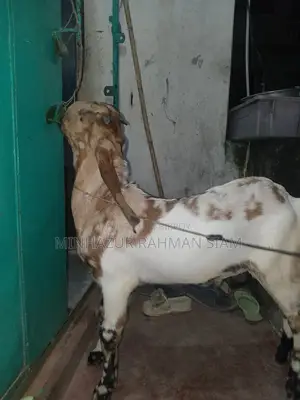 Totapuri cross goat for sale.