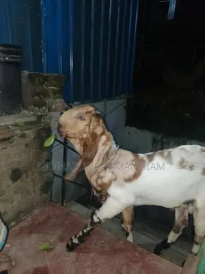 Totapuri cross goat for sale.