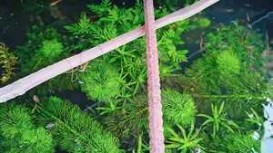 অ্যাকুরিয়াম প্ল্যান্ট