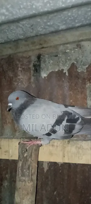 জাবালে নর কবুতর