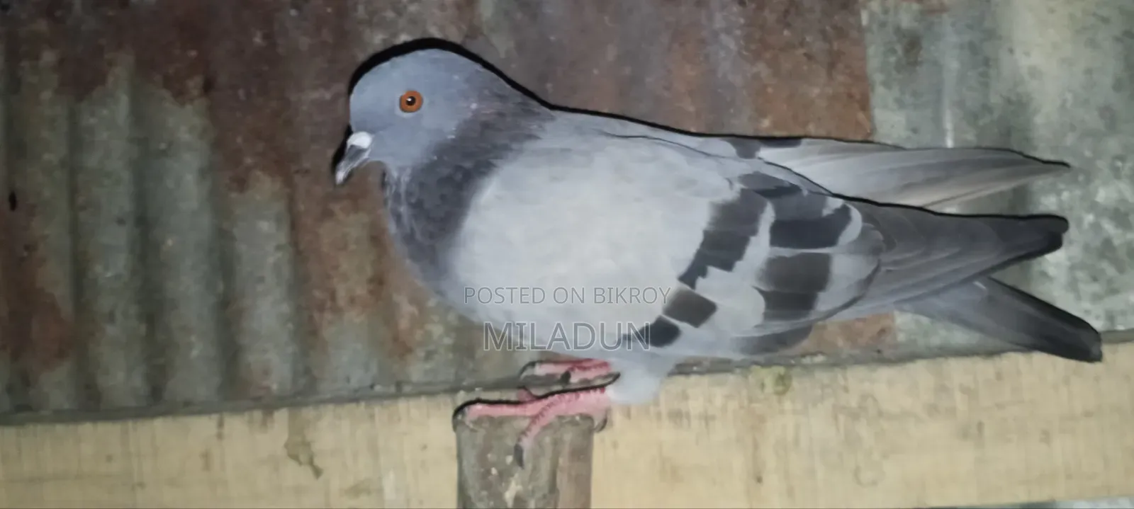 জাবালে নর কবুতর