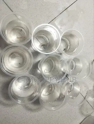 ব্রেডিং এর জন্য বেত্তা মাছ বিক্রি