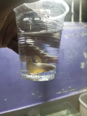 ব্রেডিং এর জন্য বেত্তা মাছ বিক্রি
