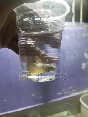 Betta Fish for Sale