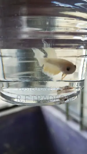 Betta Fish for Sale