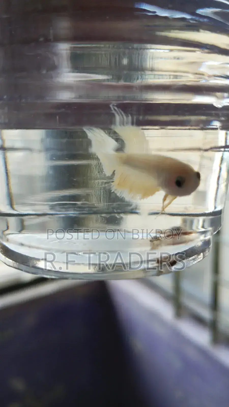 Betta Fish for Sale