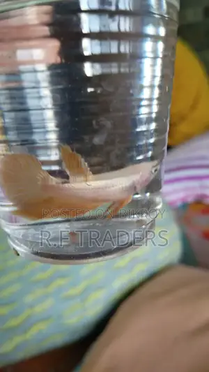 Betta Fish for Sale
