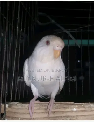 এলবিনো রেডআই মহিলা বাজিরিকার