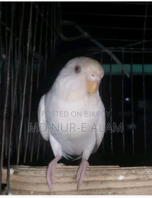 এলবিনো রেডআই মহিলা বাজিরিকার