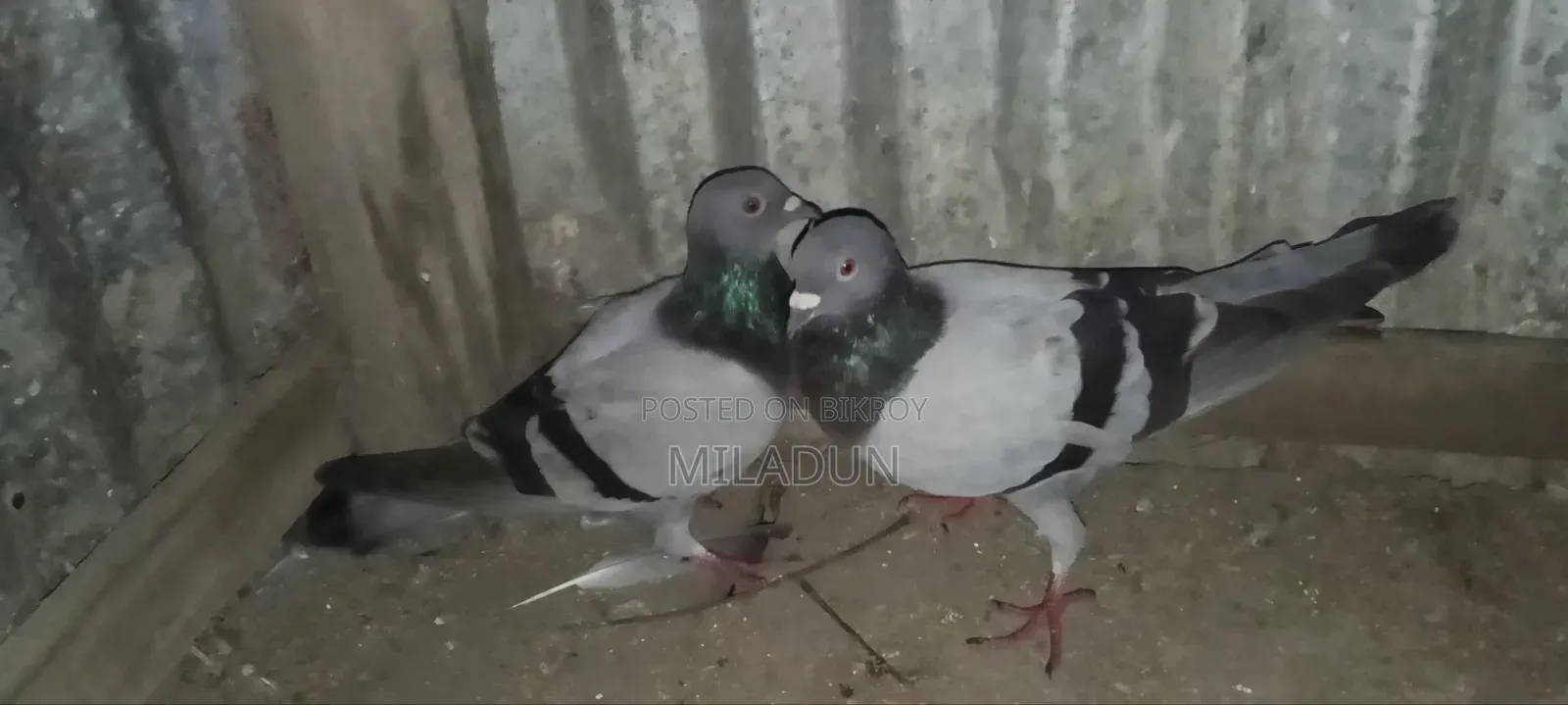 রানিং যোরা আকাশী কবুতর