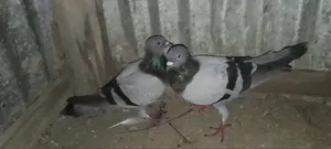 রানিং যোরা আকাশী কবুতর
