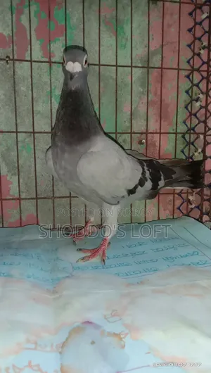 রেসার পিজন ফর সেল